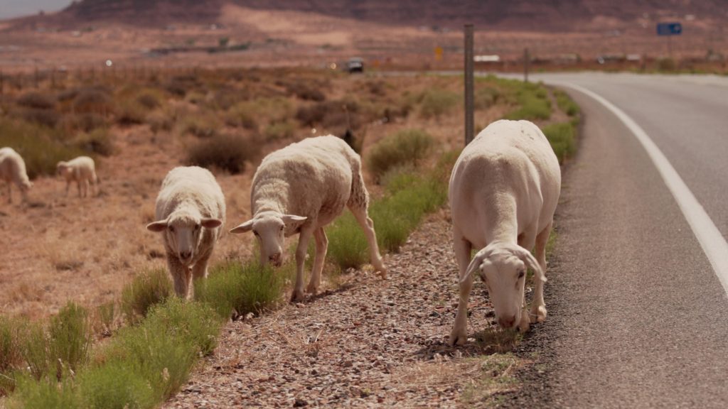 Navajo Sheep